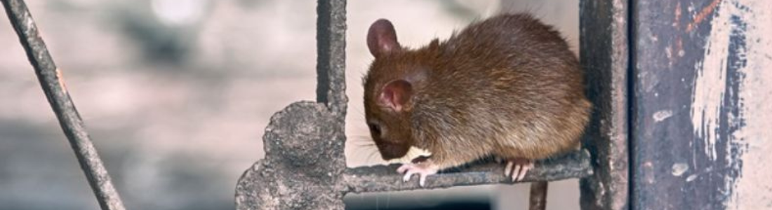 Dedetizadora de Ratos  24 HORAS
